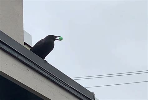 Video Captures Crow Playing With Bouncy Ball In Vancouver Richmond News