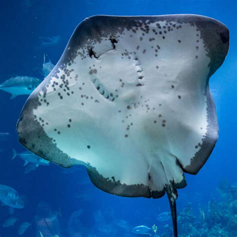 Black Southern Ray Discover Animals