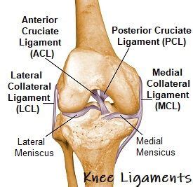 Ligaments hold the tendons in place. Knee joint anatomy diagram focusing on the knee ligaments ...