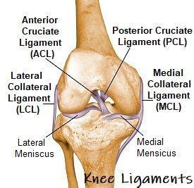 Ligaments and tendons are soft collagenous tissues. Knee joint anatomy diagram focusing on the knee ligaments ...