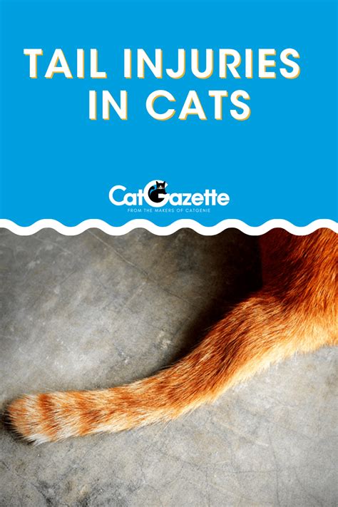 Tail Injuries In Cats Never Catch A Cat By The Tail In 2020 Cat Tail