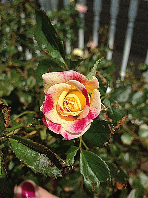 Wallpaper mawar merah tunas merapatkan 3456x5184 wallpaperup. Terkeren 17+ Download Wallpaper Gambar Bunga Mawar ...