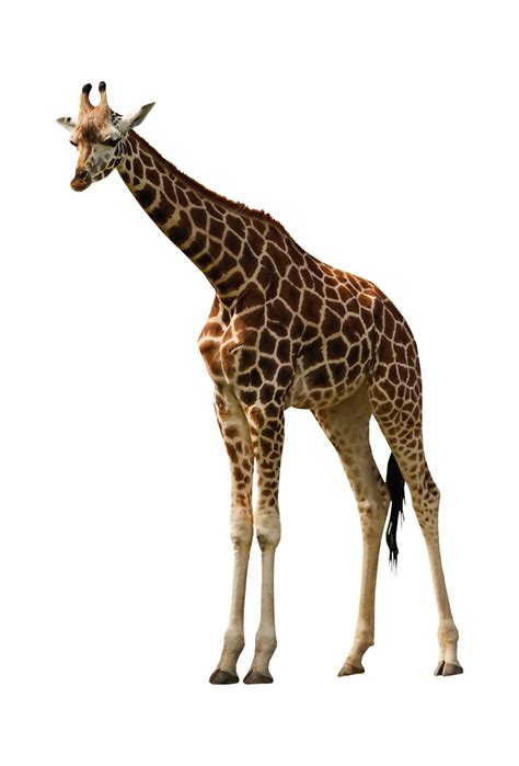 Download Giraffe Animal Wildlife Royalty Free Stock Illustration Image