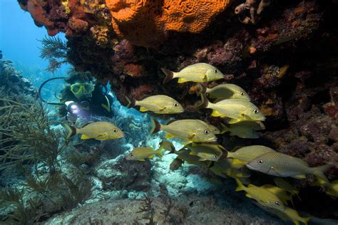 Best Dive Sites In Florida