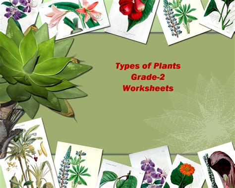 Evs worksheet for grade 3 students. Grade 2 EVS types of plants worksheets, test papers ...
