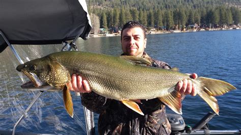 Donner Lake Fish Report Truckee Ca Nevada County
