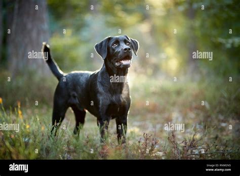 Black Labrador Retriever Standing Hi Res Stock Photography And Images