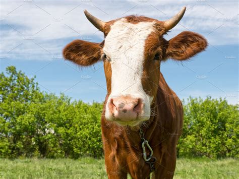 Young Bull High Quality Animal Stock Photos ~ Creative Market