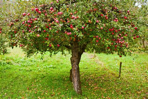 Find photos of apple tree leaves. Backyard Fruit Trees - Sheridan Nursuries Blog