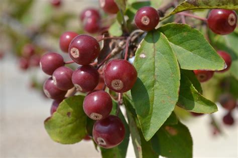 Here's how you can easily grow it in your garden. Indian Summer Crabapple is a early spring blooming ...
