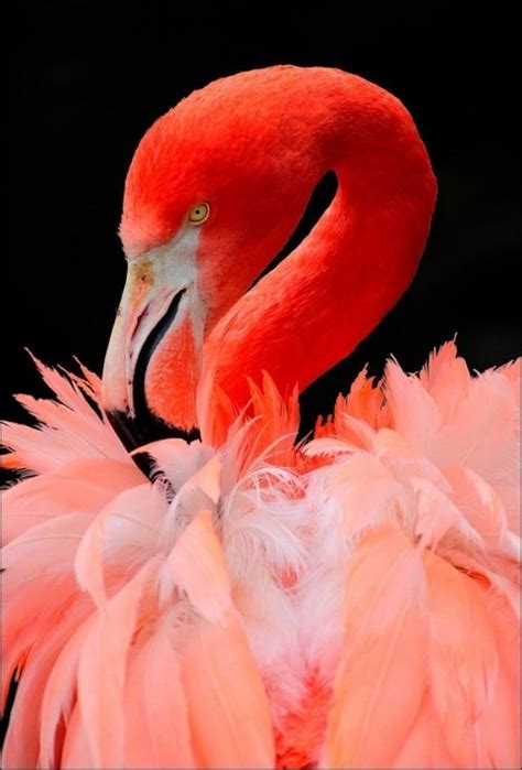 Flamingo Pictures Flamingo Beautiful Birds