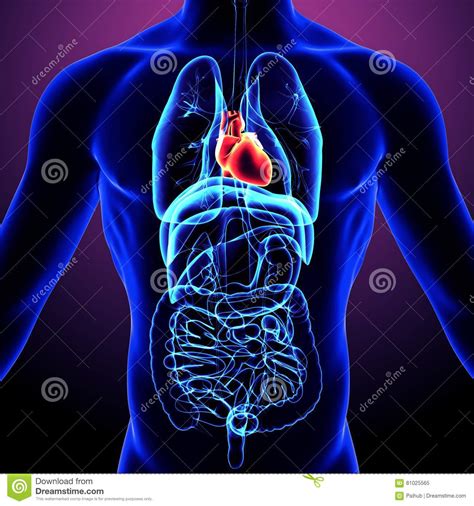 Ejemplo 3d De Los órganos Del Cuerpo Humano Stock De Ilustración