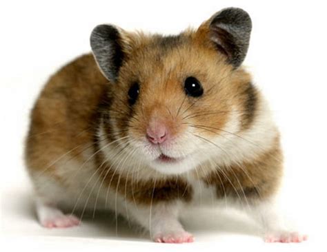 Hamster Animal Wildlife
