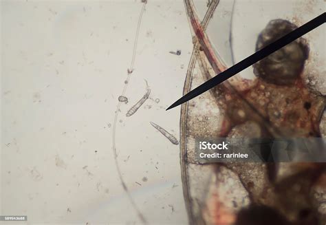 Demodex Demodicosis Parasite Under Skin Dog Take Photo From Microscope