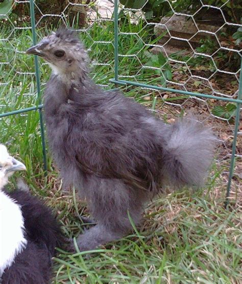 Sexing Your Silkies Pictures And Tips Updated July 5 12 Page 7 Backyard Chickens Learn