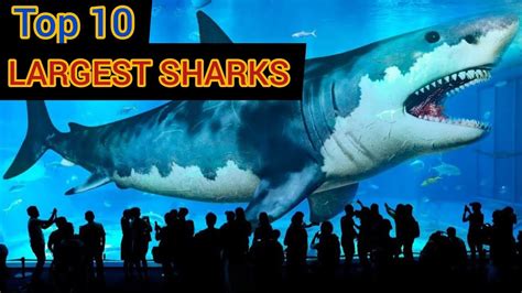 Top 10 Largest Sharks In The World Wildn Majestic Youtube