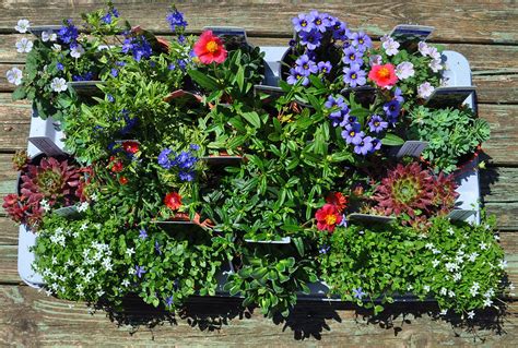 Specialist Plant Grower The Alpine And Grass Nursery Spalding