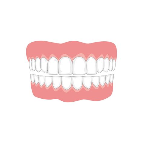 The Different Types Of Teeth Summit Dental Health