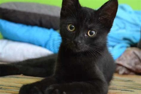 Nombres para Gatas Negras (y sus significados) | FeelCats