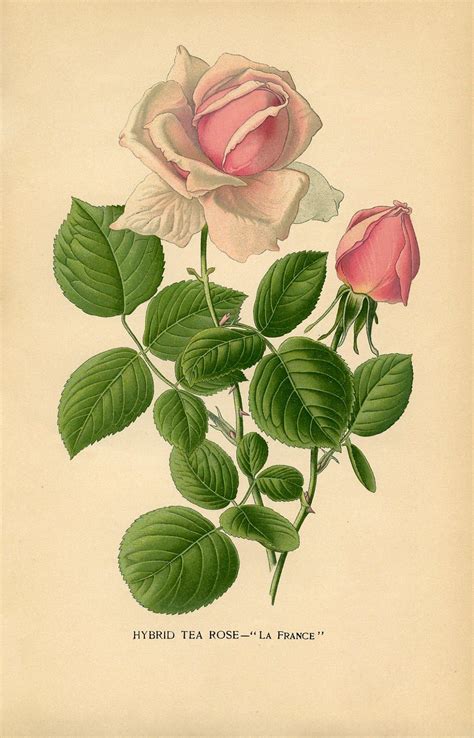 The Graphics Fairy Llc Vintage Printable Pink Tea Rose Botanical