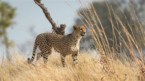 Best Safaris For Cheetah In Namibia 138 Sightings Expert Africa