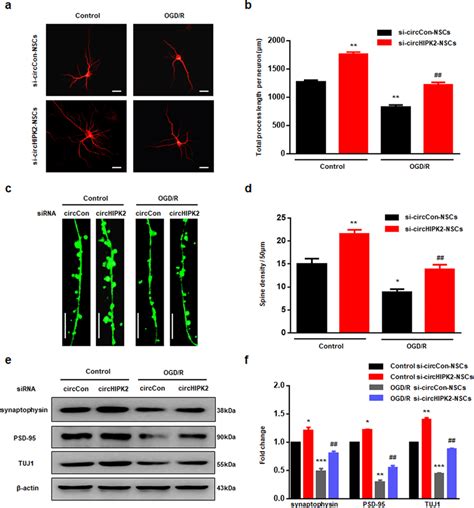 Silencing Of CircHIPK2 Enhances NSC Differentiated Neurons And Promotes
