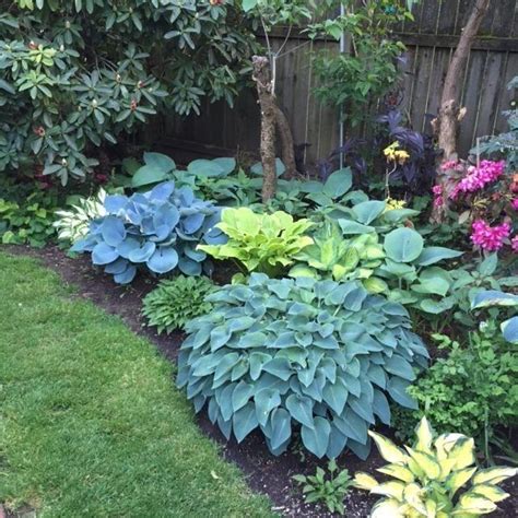 Top 10 Shade Garden Plants For The Pacific Northwest 1000 Shade