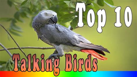 Top 10 Smartest Talking Birds In The World Youtube