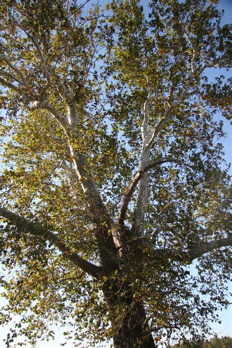 Sycamore Delaware Trees