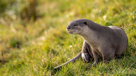 Smooth Coated Otters