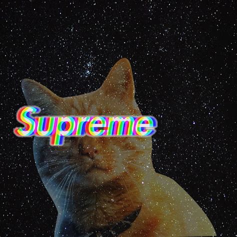 Supreme Cat Hd Phone Wallpaper Peakpx