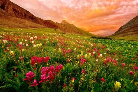 Download Cloud Sunset Flower Field Mountain Nature Landscape Wallpaper