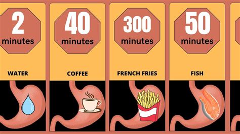 Digestion Time Discover How Long Your Favorite Food Stays In Your