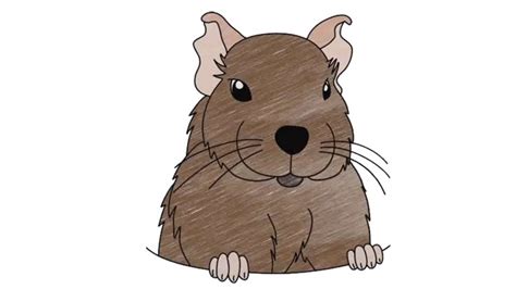 Drawing is a skill which develops as you practice. How To Draw A Degu - My How To Draw