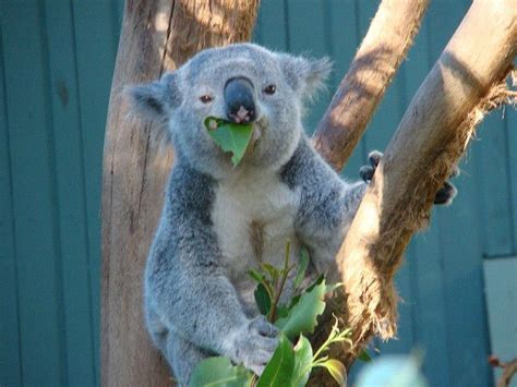 Koala Bear At Taronga Zoo Koala Bear Koala Koalas