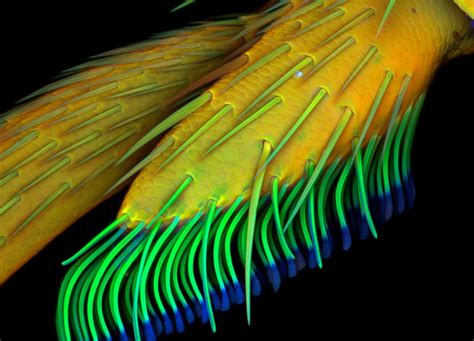 Olympus Bioscapes Art Living Under The Microscope Photos Cnet