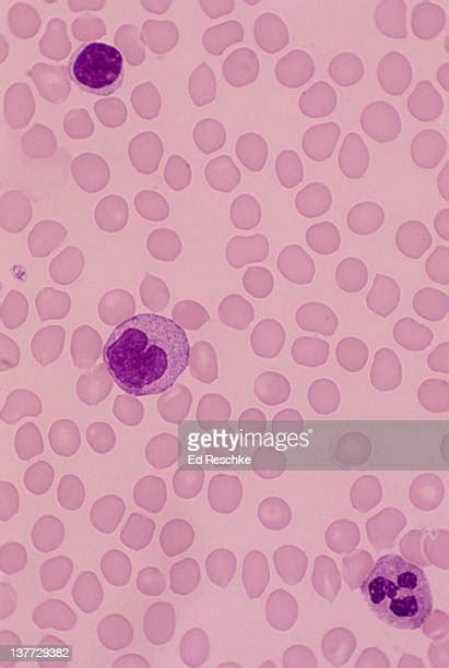 Monocyte Stock Photos And Pictures Getty Images