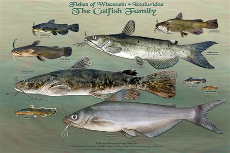 Wisconsins Fish All Of Them Star In New Poster Series