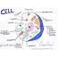 Biology Club Our Cells 1  Structure Function Division Disorder