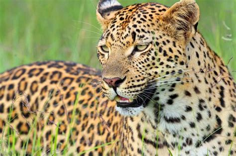 The Mashaba Female Leopard Out Of Africa Leopards Girls Out Female