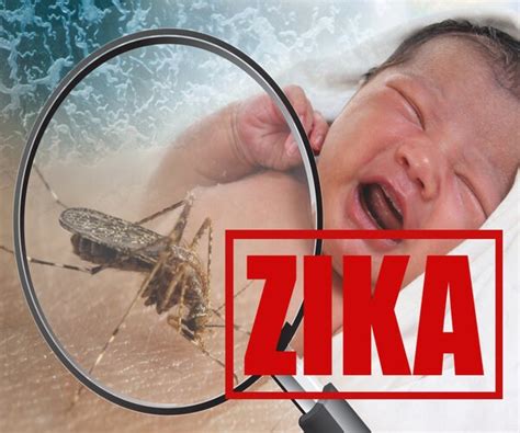 Cdc Tells Pregnant Women In Miami To Get Tested For Zika