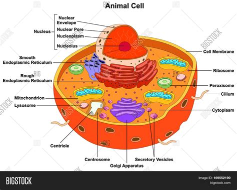 A lipid bilayer is a powerful electrical insulator , but in neurons, many of the protein structures embedded in the membrane are electrically active. Animal Cell Anatomy Image & Photo (Free Trial) | Bigstock