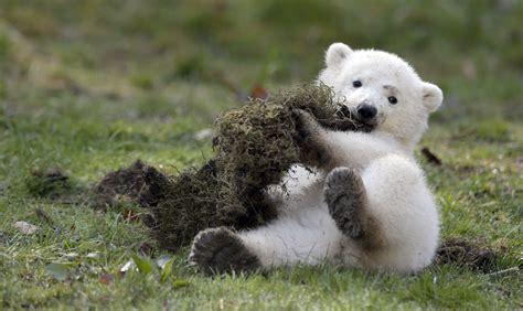 What Do You Call A Baby Polar Bear