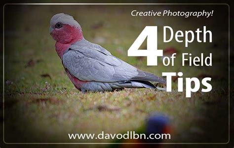 Depth Of Field Definition Creative Digital Photography