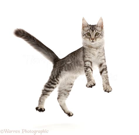 Mackerel Silver Tabby Cat Playfully Jumping Photo Wp45029