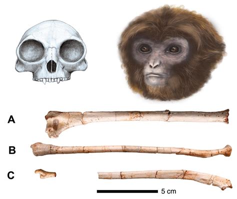 Species New To Science Paleoanthropology 2015 Pliobates Cataloniae