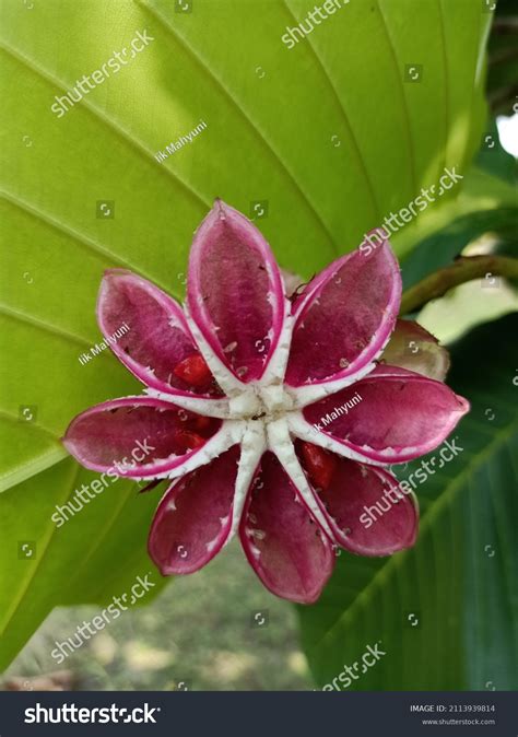 Bunga Simpur Dillenia Suffritucosa National Flawer Stock Photo