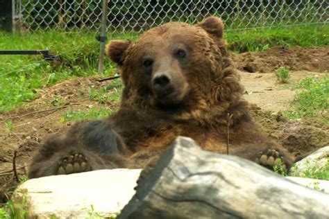 Grizzly Bears Emerge From Hibernation At Saskatoon Forestry Farm Park