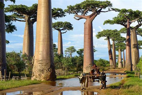 10 Most Stunning Trees In The World Women Daily Magazine