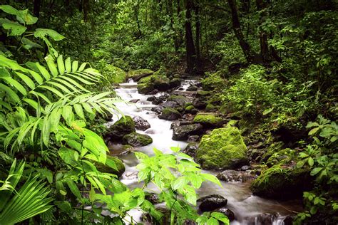 Rainforest River Photograph By David Morefield Pixels